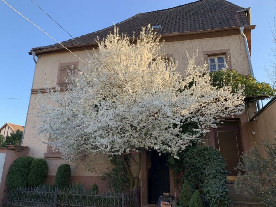 Seitenansicht Haus Billigheim-Ingenheim
